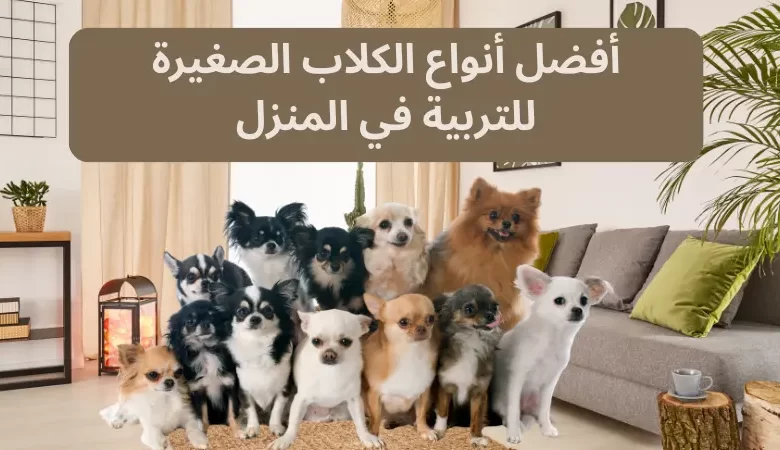 أفضل أنواع الكلاب الصغيرة للتربية في المنزل