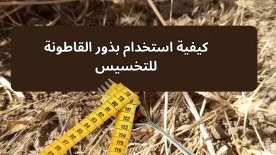كيفية استخدام بذور القاطونة للتخسيس